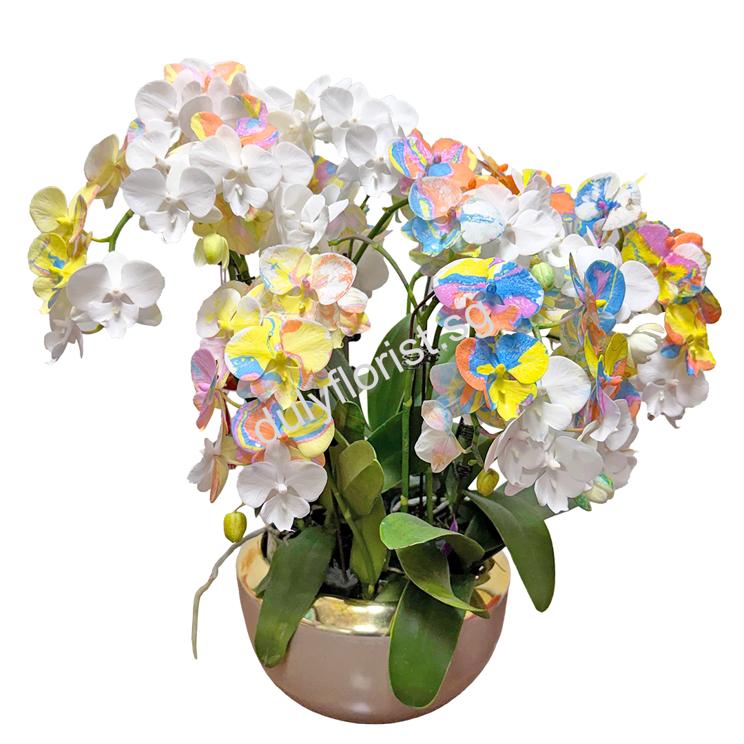 CTY-006