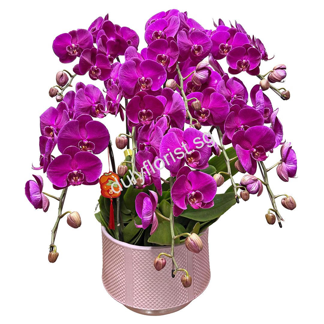 CTY-005
